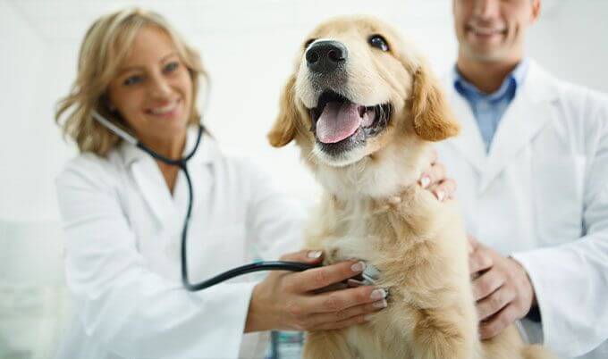 pet health check