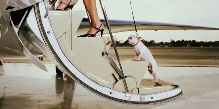 A Complete Guide to Flying with Your Pets | Private Jet Charter
