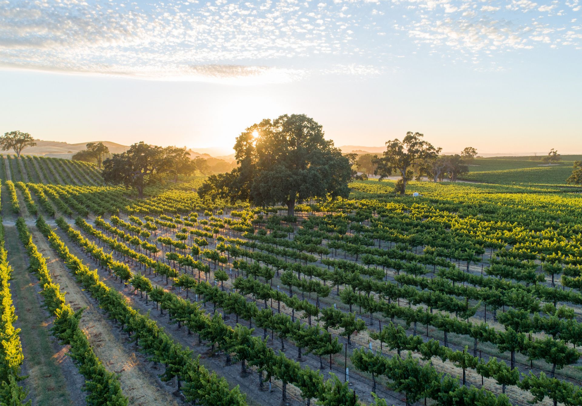 Image of Lush Green Vineyard In Late Spring