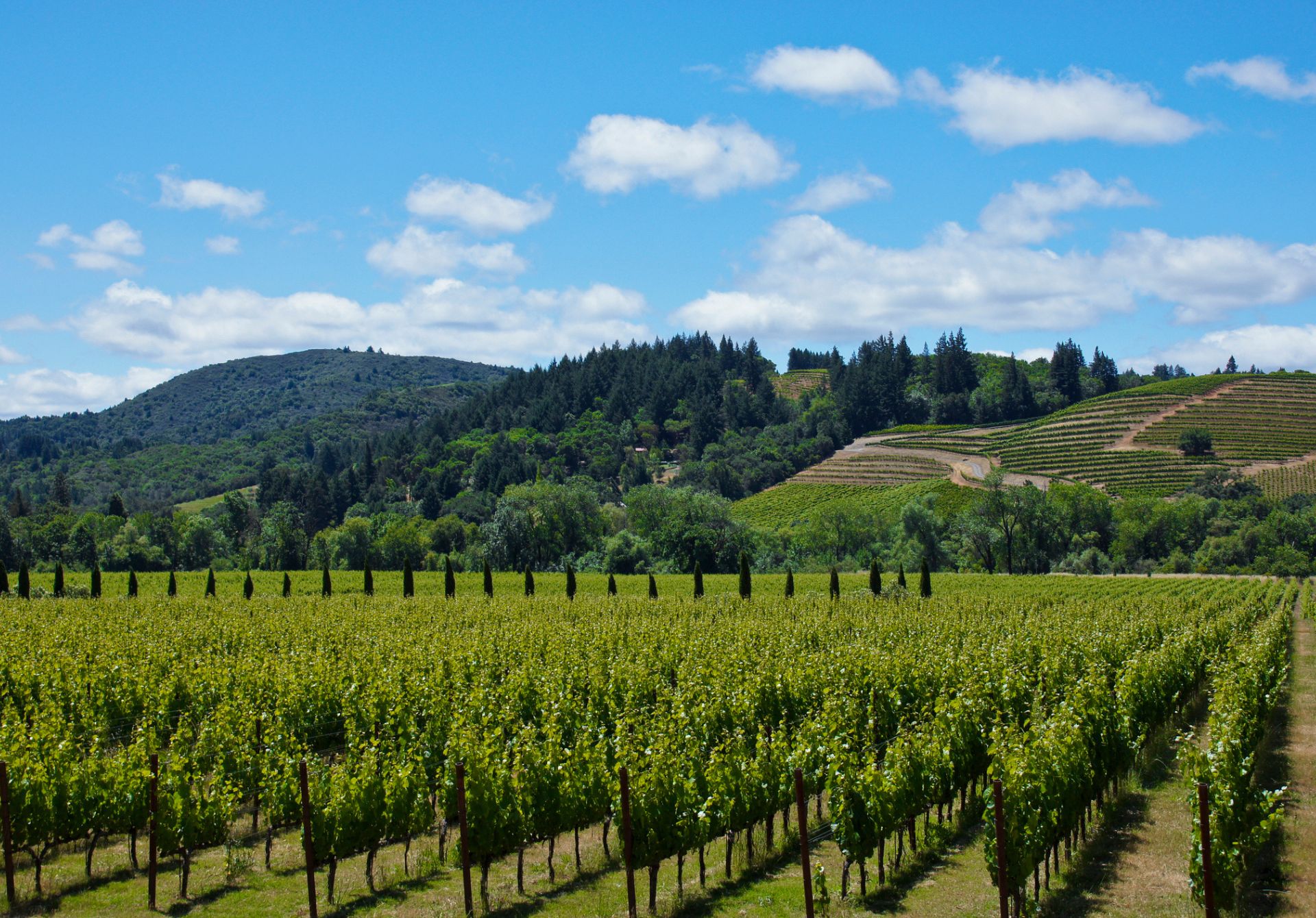 Image of Rows Of Grapevines At A Sonoma Wine Country Vineyard