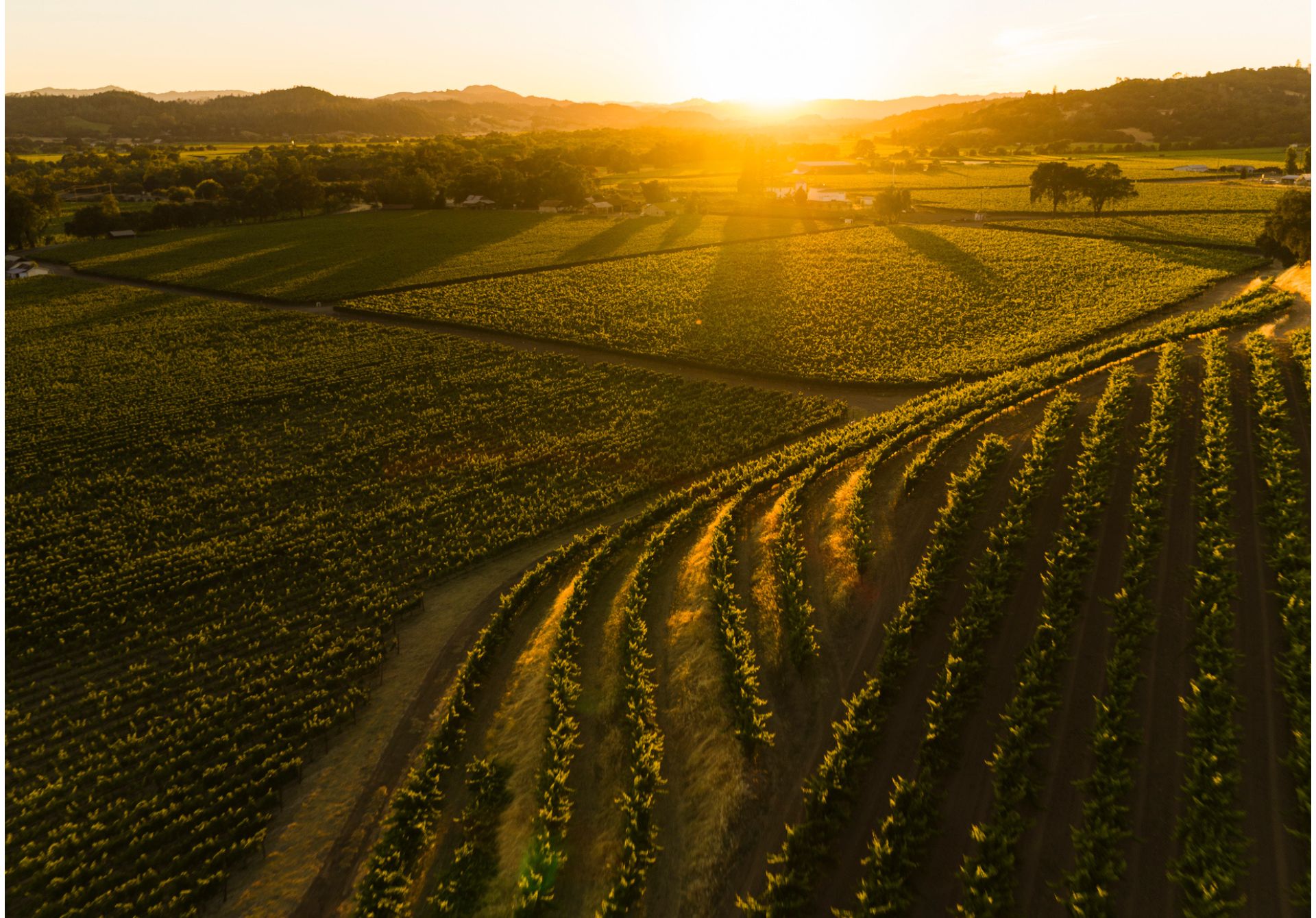 Image of Terraced Grape Plantations At Dusk